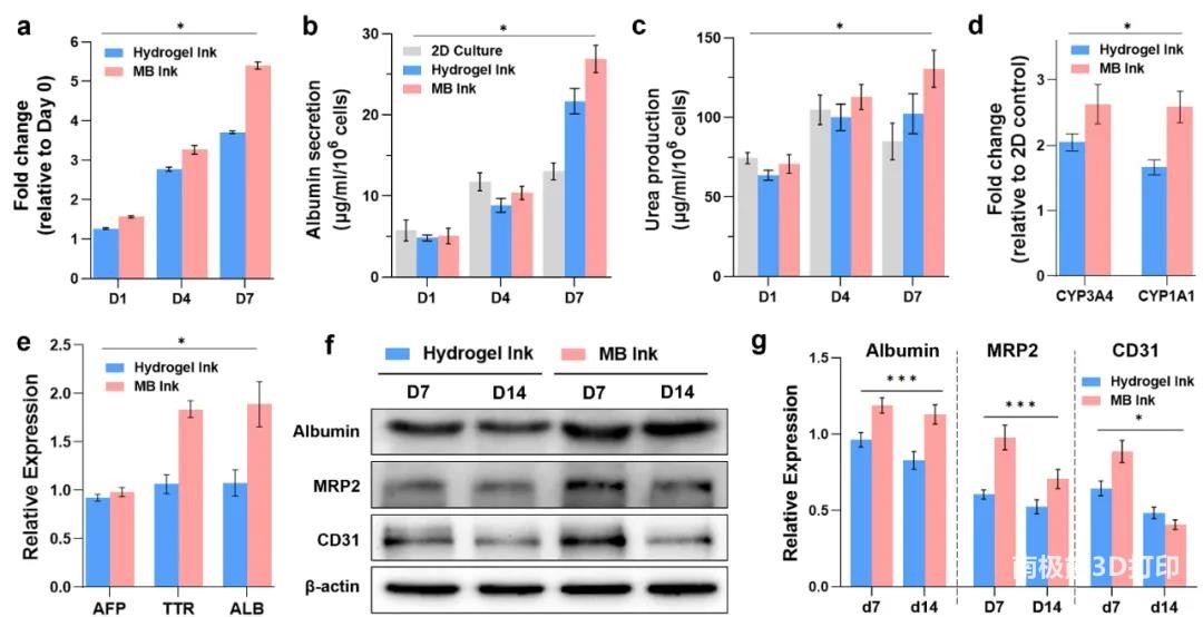 图6 肝功能检测及肝特异性基因和蛋白表达水平 图6 肝功能检测及肝特异性基因和蛋白表达水平