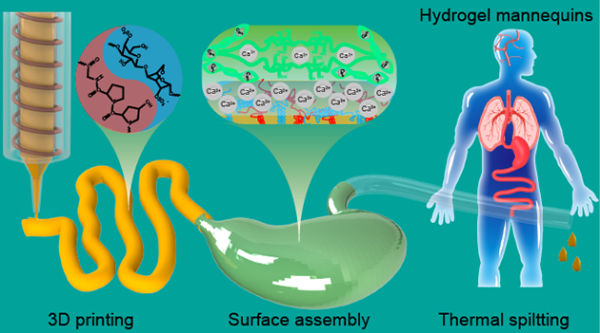 兰州化物所仿真湿滑水凝胶器官模型研究取得进展 兰州化物所仿真湿滑水凝胶器官模型研究取得进展