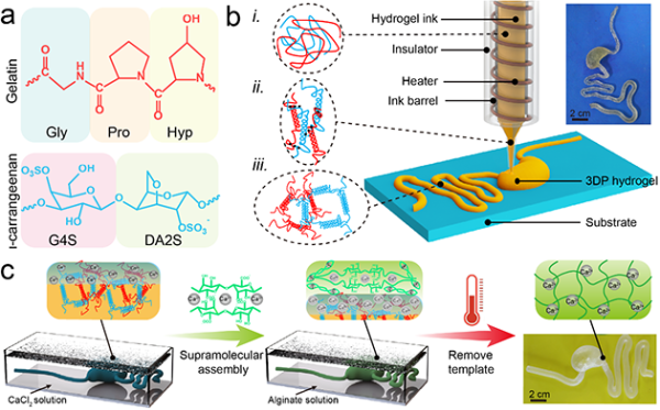 仿真湿滑水凝胶组织器官模型的制备过程 仿真湿滑水凝胶组织器官模型的制备过程