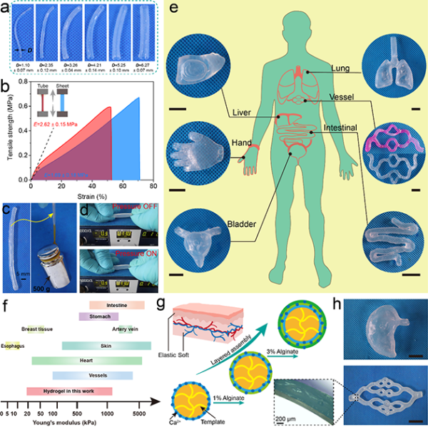 仿真湿滑水凝胶组织器官模型 仿真湿滑水凝胶组织器官模型