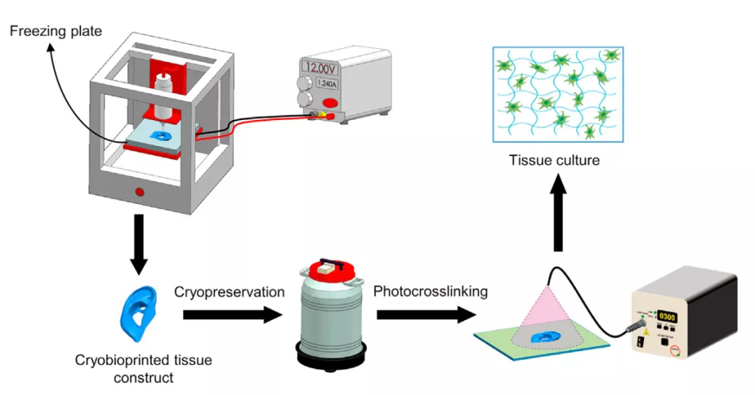 图1:用于同时低温保存的生物打印示意图 图1:用于同时低温保存的生物打印示意图
