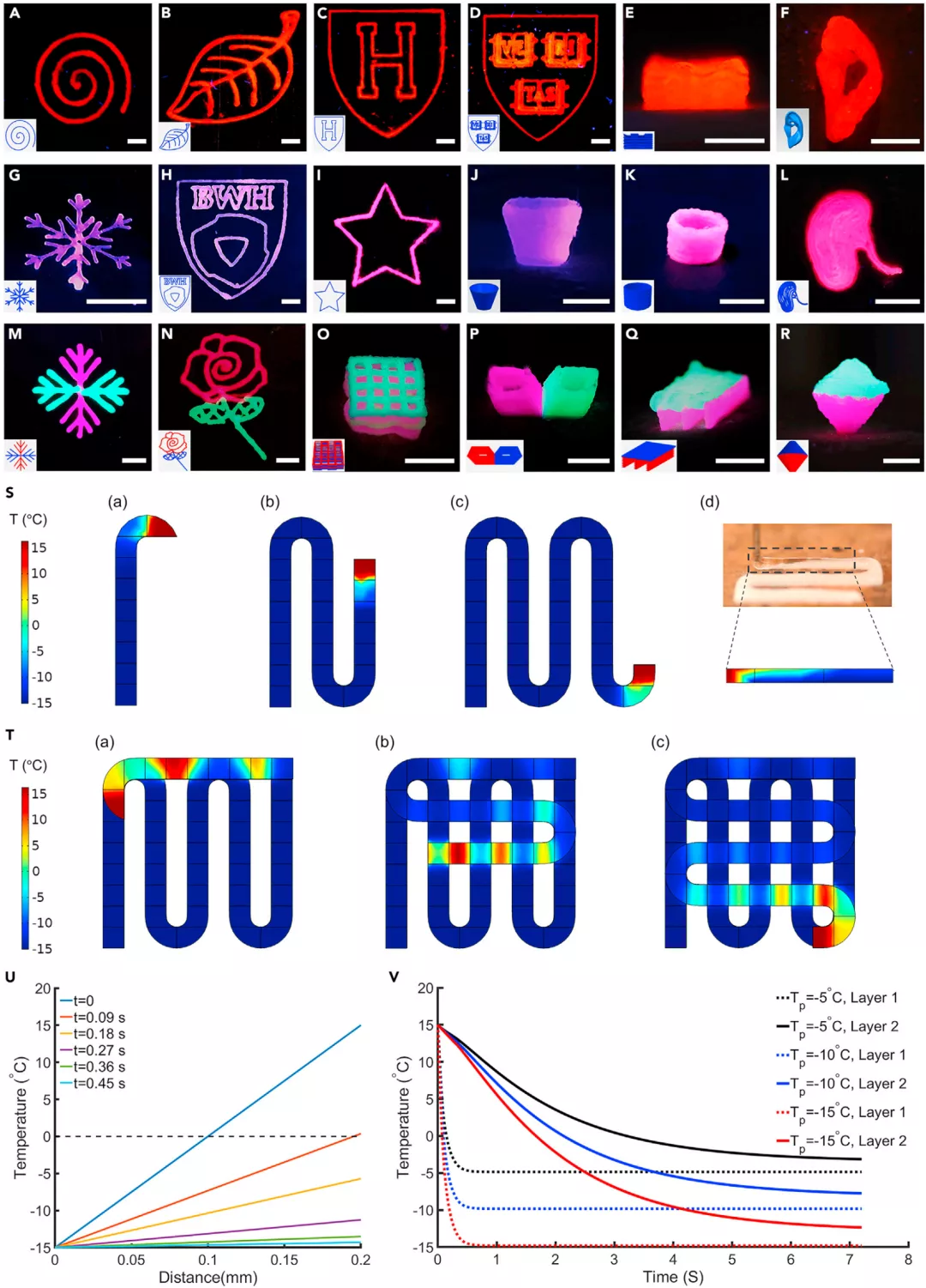 图2:样品低温生物打印构建和模拟结果 图2:样品低温生物打印构建和模拟结果