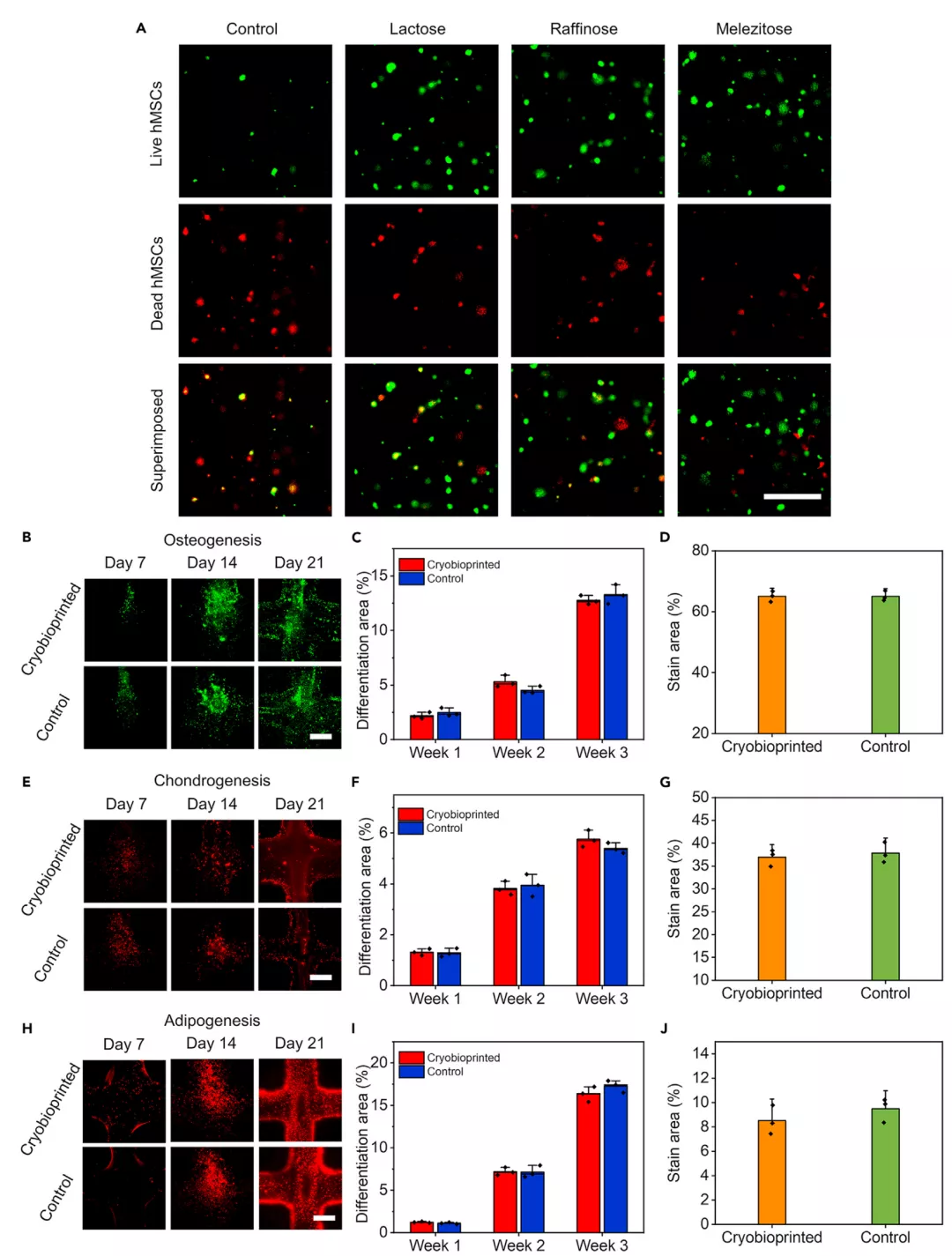 图4:低温生物打印的细胞活力和细胞分化实验 图4:低温生物打印的细胞活力和细胞分化实验