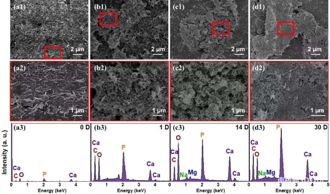 图5. HAp基复合树脂的体外生物活性 图5. HAp基复合树脂的体外生物活性