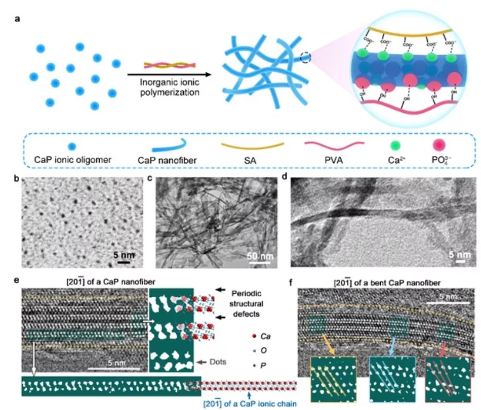 图1:CaP纳米纤维示意图与部分表征 图1:CaP纳米纤维示意图与部分表征