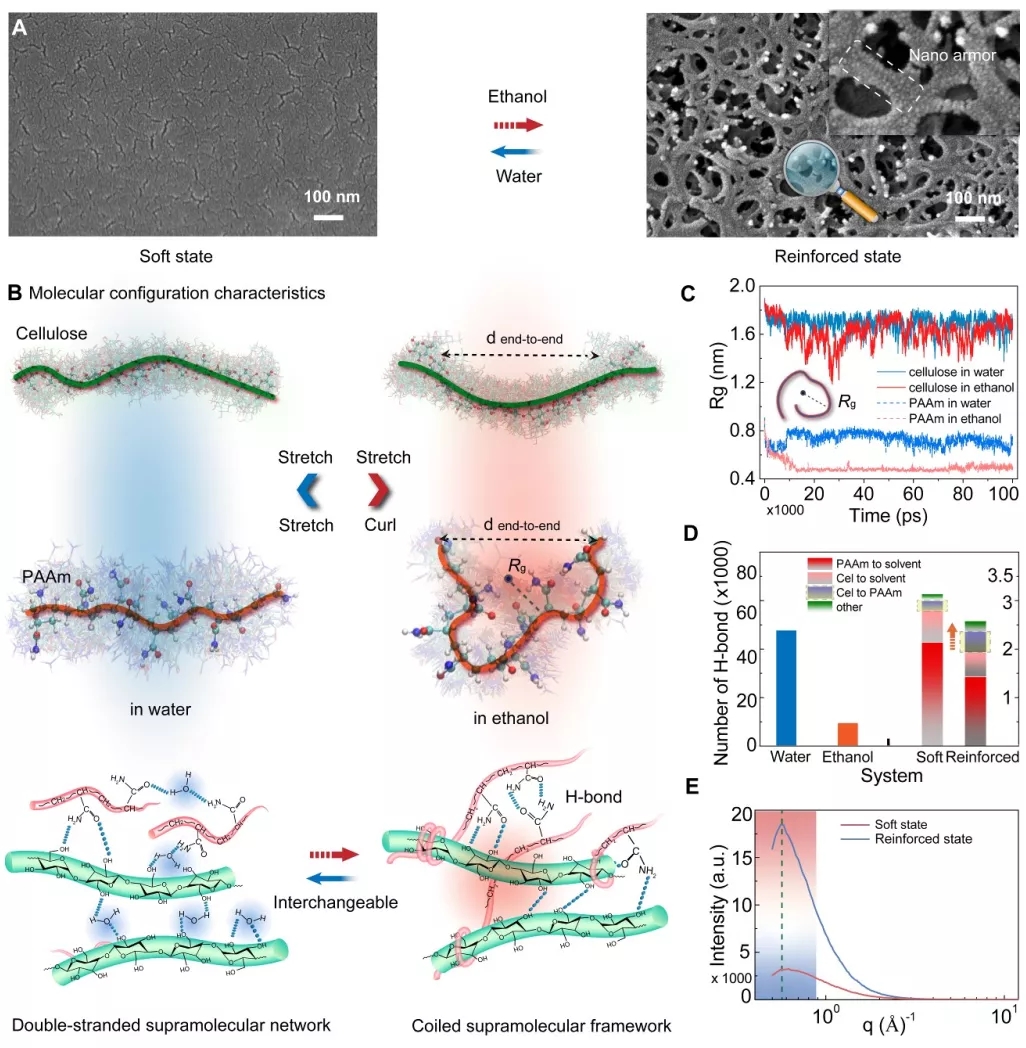 图2 Cel-PAAm可逆切换超分子构型机理 图2 Cel-PAAm可逆切换超分子构型机理