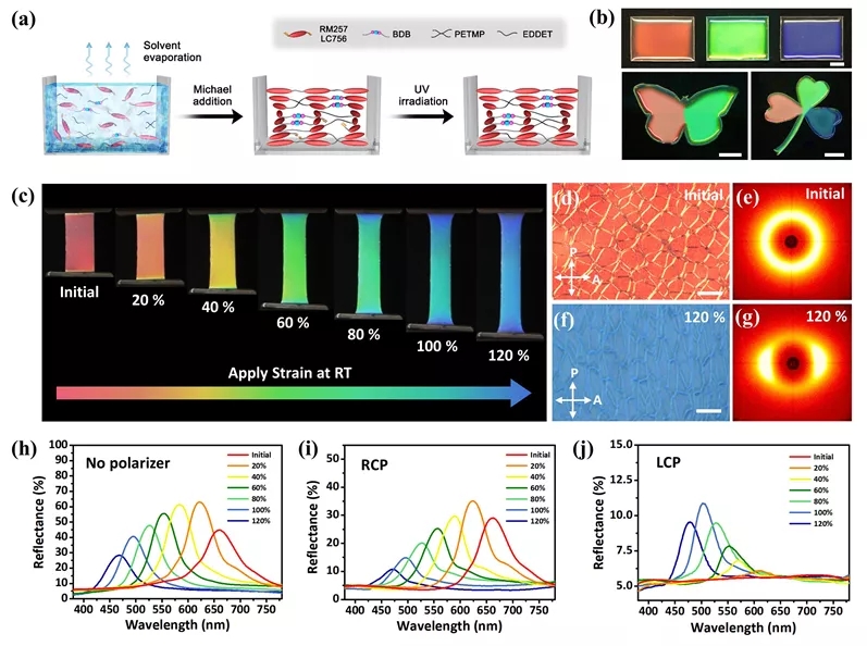图1. CLCEs的制备、微观结构、力致变色及圆偏振反射特性研究