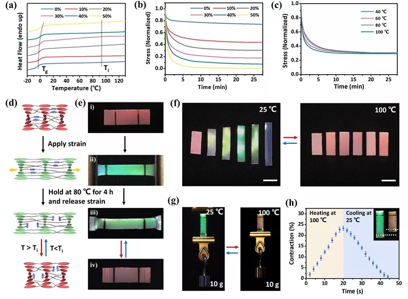 图2.基于B-O键热交换特性的CLCEs颜色和形状编程性能研究
