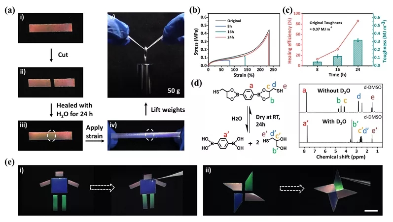 图4. 基于水触发B-O键重组机制的CLCEs室温自修复性能研究