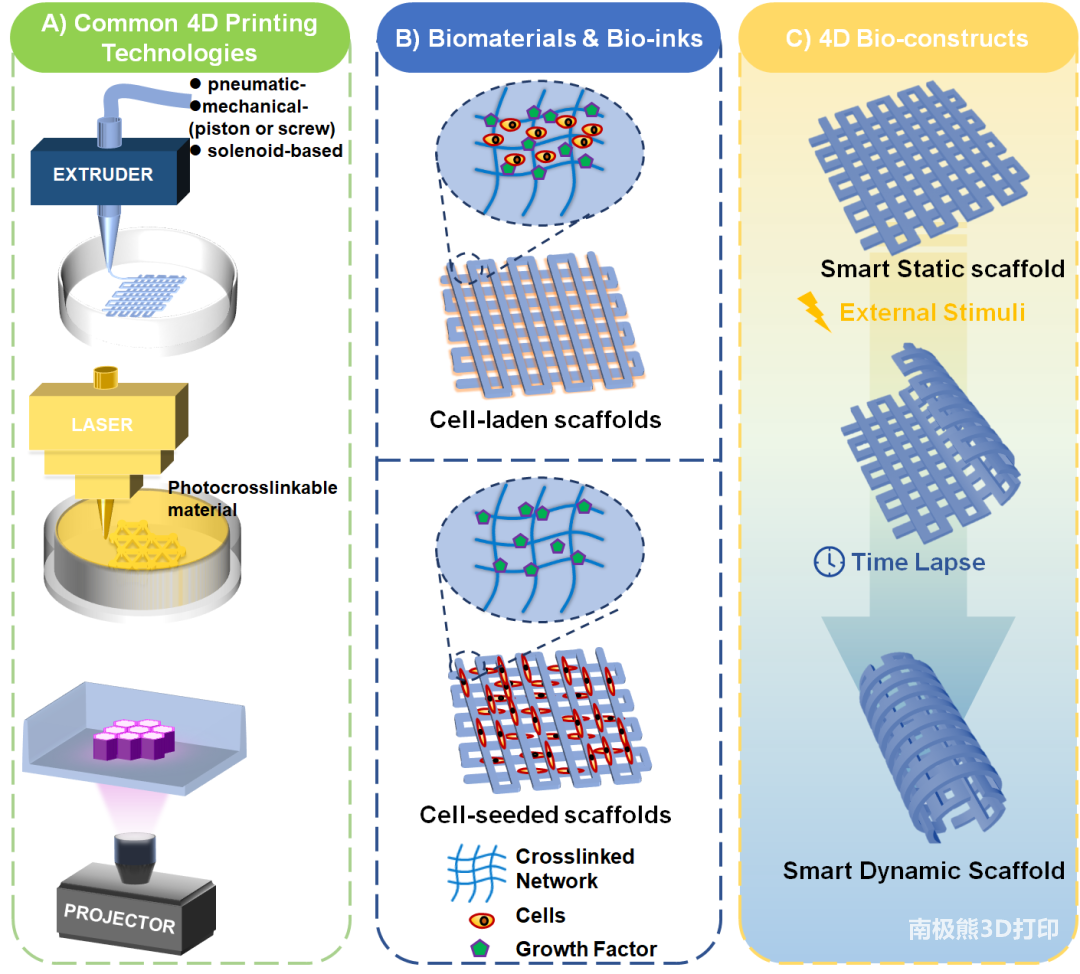 图2:4D打印组织再生示意图 图2:4D打印组织再生示意图