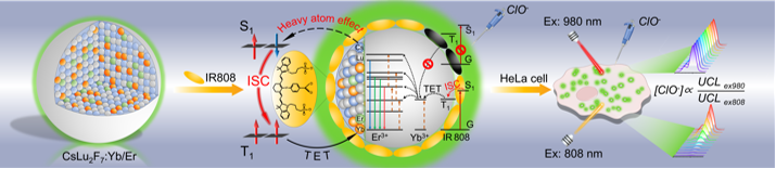 图1.IR808修饰CsLu2F7:Yb/Er纳米探针的上转换发光机理及其生物检测应用示意图