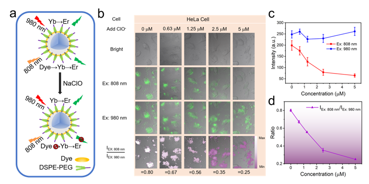 福建物构所染料三重态敏化稀土上转换发光纳米探针研究获进展