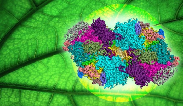 科学家公布关键酶的“蓝图” 或包含新合成太阳能燃料催化剂的设计原则 科学家公布关键酶的“蓝图” 或包含新合成太阳能燃料催化剂的设计原则