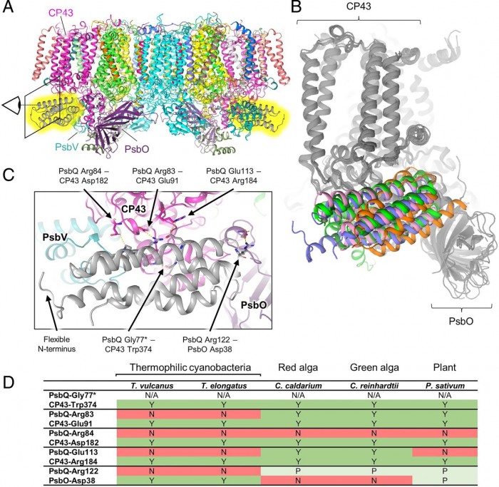 科学家公布关键酶的“蓝图” 或包含新合成太阳能燃料催化剂的设计原则 科学家公布关键酶的“蓝图” 或包含新合成太阳能燃料催化剂的设计原则