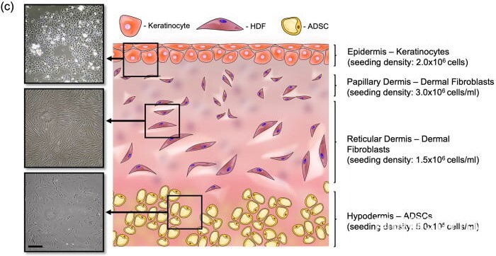 皮下层、真皮层和表皮层 皮下层、真皮层和表皮层