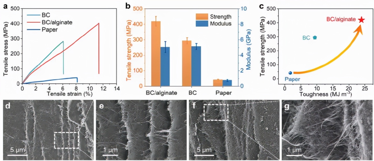 图3 细菌纤维素、细菌纤维素-海藻酸钠和纸的拉伸性能比较 图3 细菌纤维素、细菌纤维素-海藻酸钠和纸的拉伸性能比较