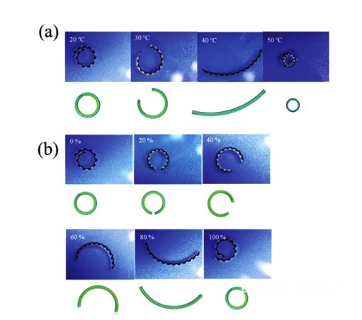 图5 (a)不同温度和(b)不同乙醇浓度下测量和模拟双层结构之间的比较 图5 (a)不同温度和(b)不同乙醇浓度下测量和模拟双层结构之间的比较