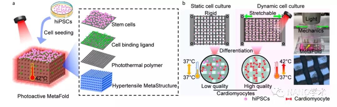 图1. 3D动态细胞培养系统的光敏3D打印超强超材料支架