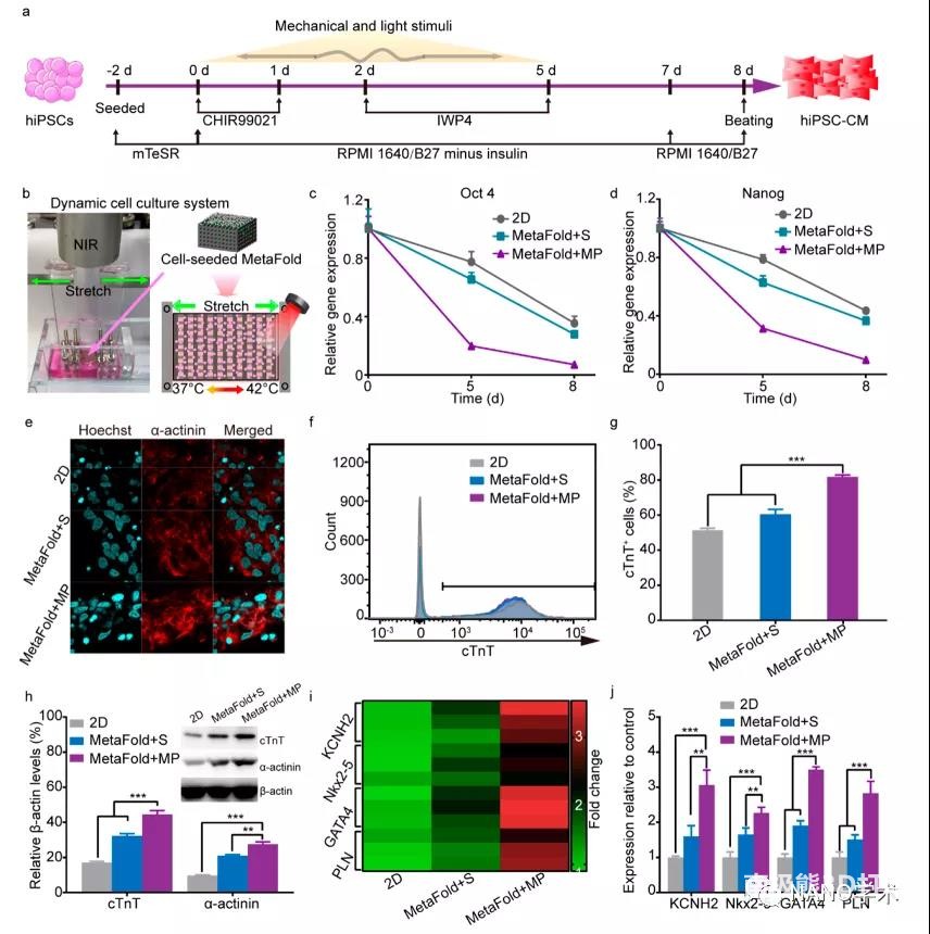 图3. 在三维动态细胞培养系统中使hiPSCs分化为心肌细胞