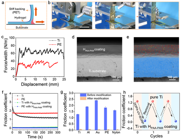 图3.利用SIL@UV-SCIRP方法生长得到的水凝胶涂层与基材的结合力和润滑性能评价 图3.利用SIL@UV-SCIRP方法生长得到的水凝胶涂层与基材的结合力和润滑性能评价