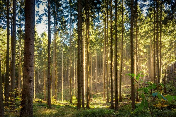 木屑颗粒 木屑颗粒