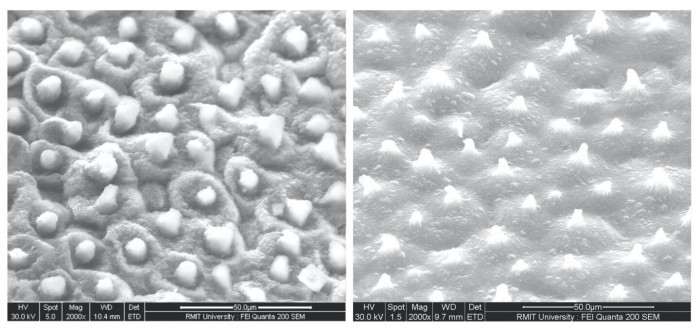 受荷叶启发 科学家开发可在土壤中生物降解的疏水生物塑料 受荷叶启发 科学家开发可在土壤中生物降解的疏水生物塑料