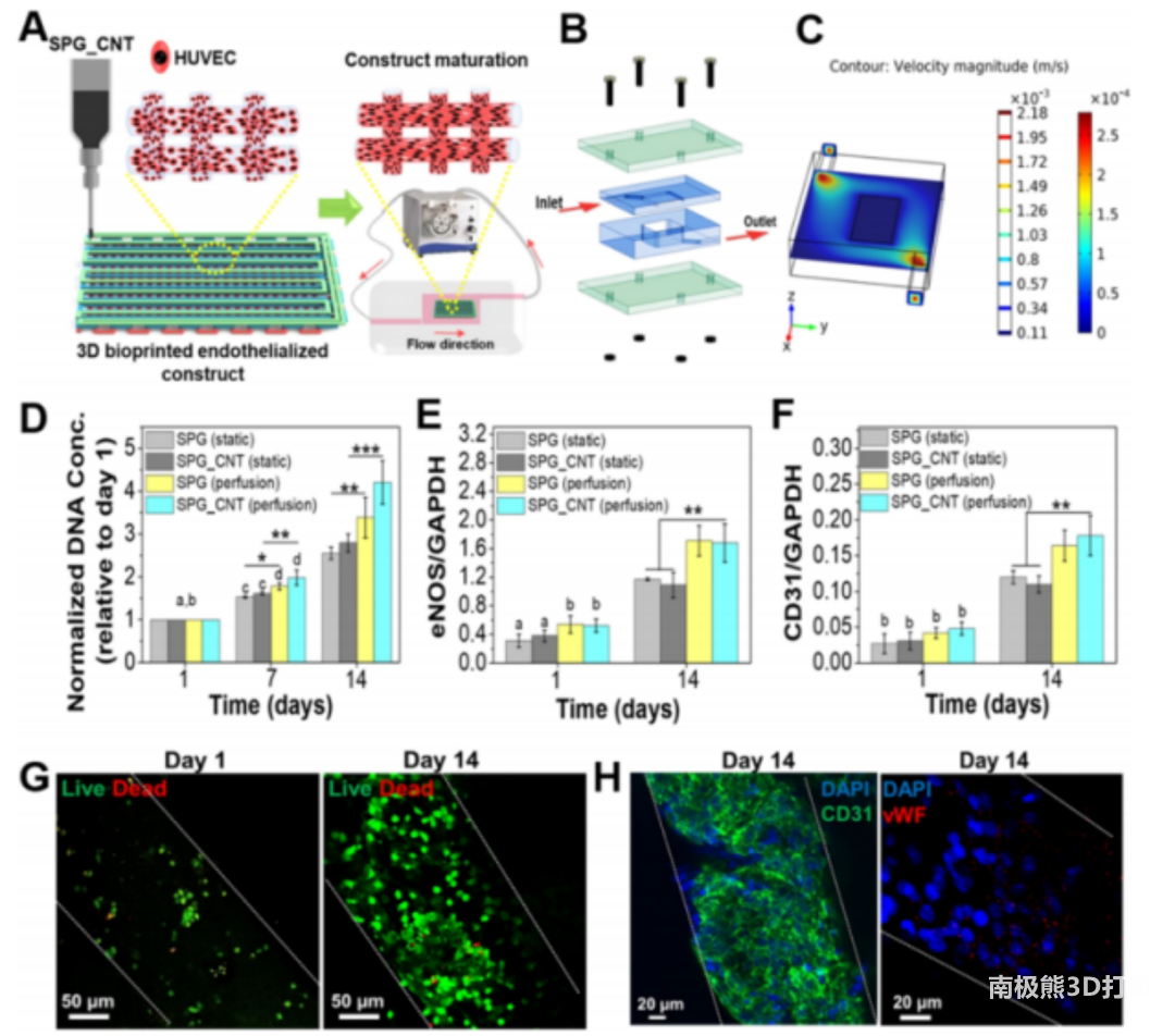 图3 使用封装有内皮细胞的生物墨水打印支架，灌流的模拟如图C所示，灌流十四天后使用荧光免疫染色观察细胞形态