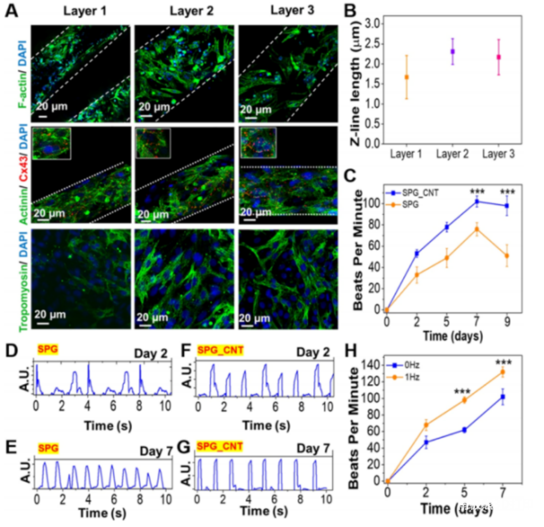 图5 支架内心肌组织的功能性评估，相比对照组，导电支架上心肌的跳动频率更高且均匀