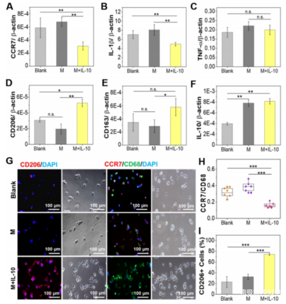 图7  IL-10-GelMA 微球对人类巨噬细胞有免疫调节作用，免疫染色结果表明其释放的IL-10可以促进巨噬细胞极化为 M2 表型