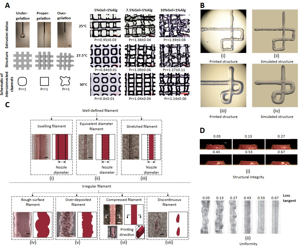 基于刺激响应生物材料的生物膜水交联机理和在生物打印的应用策略 基于刺激响应生物材料的生物膜水交联机理和在生物打印的应用策略