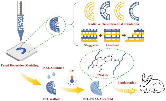 方案1. 3D打印高强度超分子聚合物水凝胶缓冲径向和周向导向半月板替代品示意图 方案1. 3D打印高强度超分子聚合物水凝胶缓冲径向和周向导向半月板替代品示意图