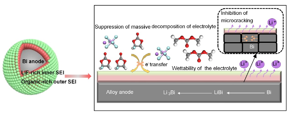 图2. 通过仿生人体肌肉骨骼组织设计的内刚外柔SEI层