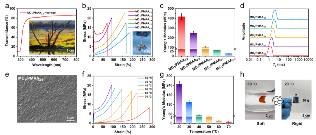 图2 SPHs的性能表征 图2 SPHs的性能表征