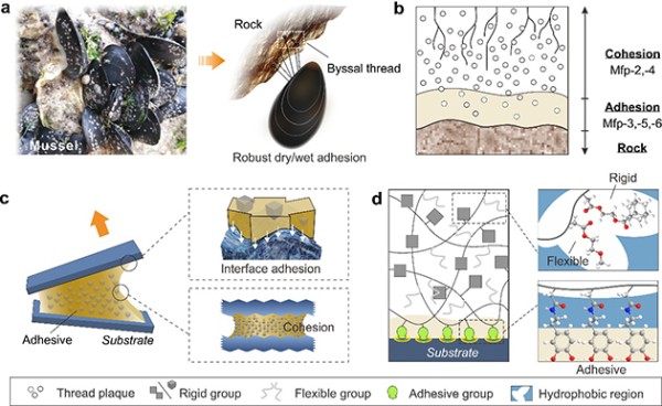 图1 高性能黏附胶SRAD的设计理念