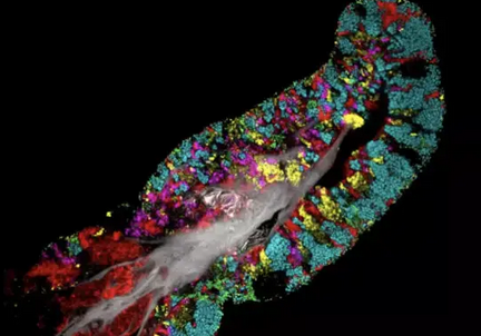 舌头表面的细菌分布