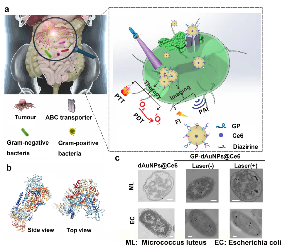 图1 GP-dAuNPs@Ce6的表征