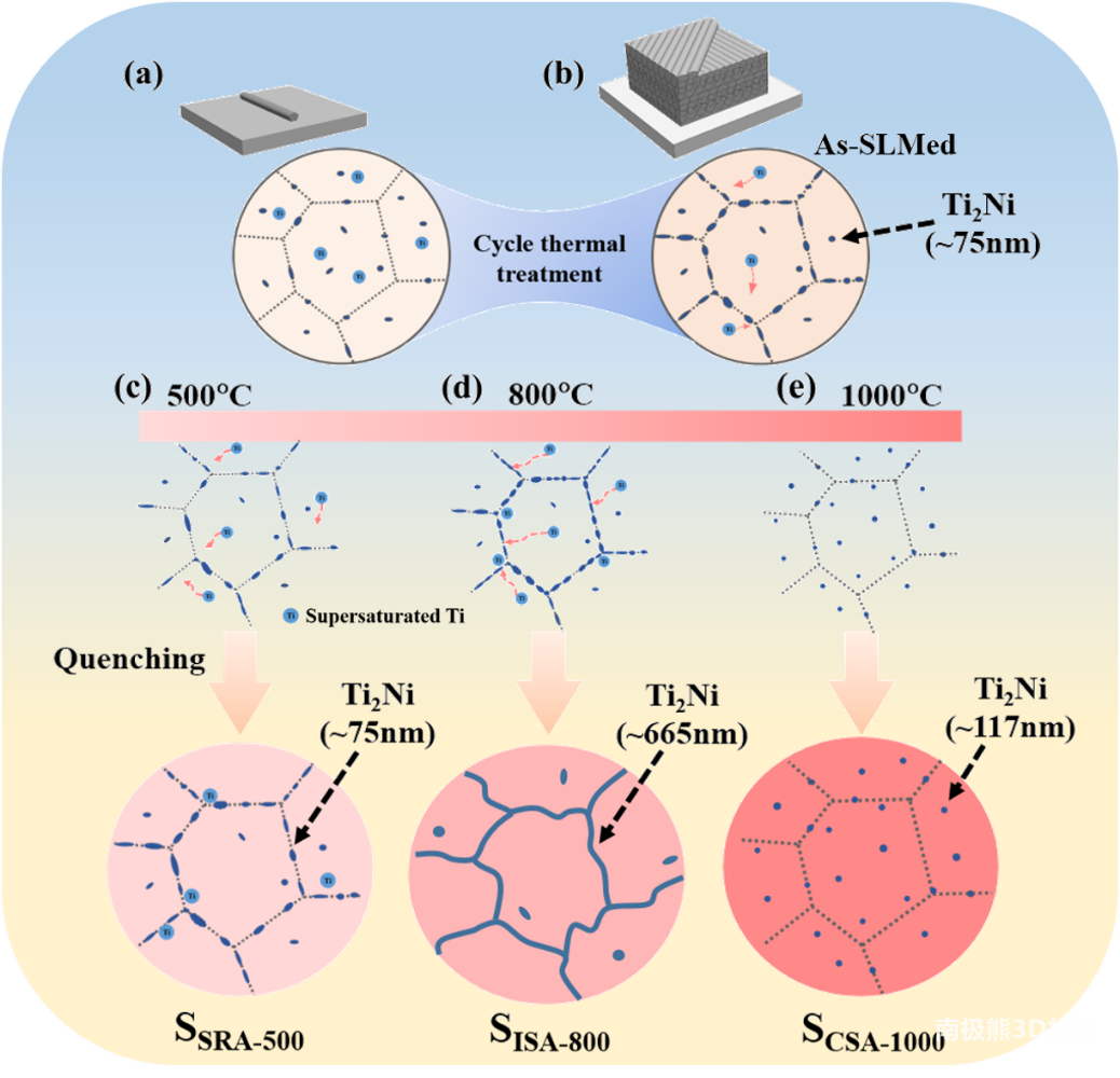 不同热处理条件下SLM TiNi合金的组织演变示意图