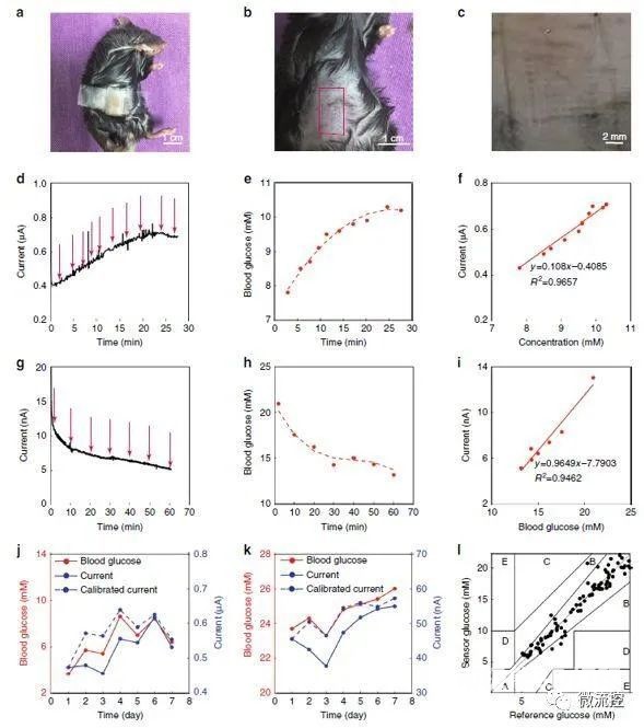 用生物传感器对小鼠皮下葡萄糖进行体内监测 用生物传感器对小鼠皮下葡萄糖进行体内监测