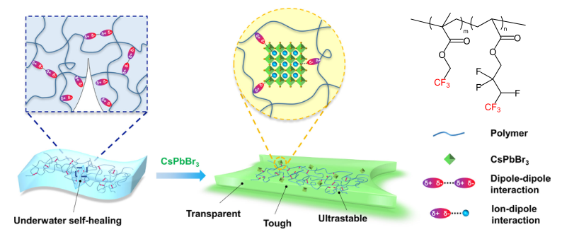 图1 TFE-HF-QD的设计
