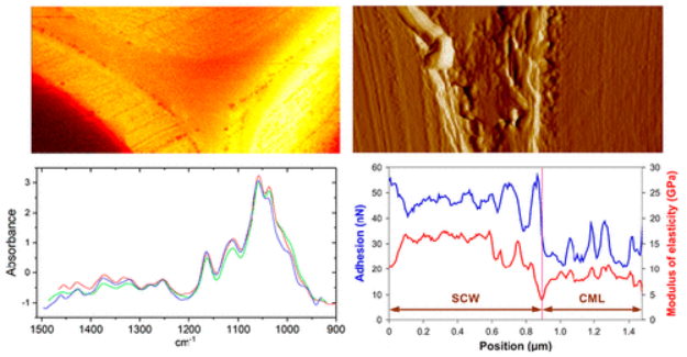 植物细胞壁的纳米FTIR和纳米力学图谱分析有助于理解生物质解构
