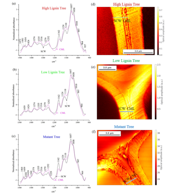 SCW（次生细胞壁）和CML（复合胞间层）的Nano-FTIR吸收光谱及光振幅图像