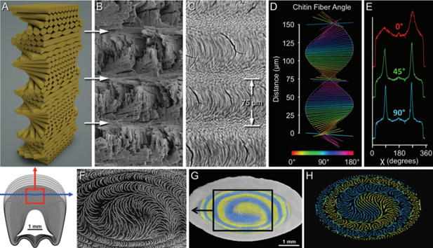 雀尾螳螂虾前螯中的Bouligand结构 雀尾螳螂虾前螯中的Bouligand结构
