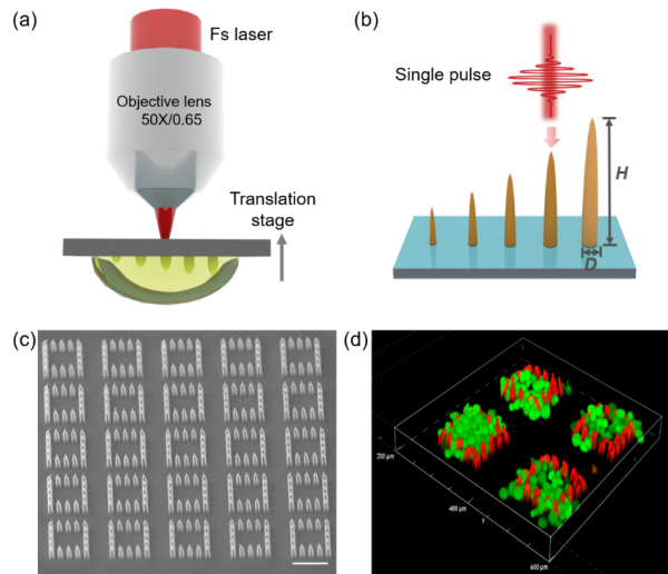 飞秒激光微纳加工机理及细胞选择性生长调控 飞秒激光微纳加工机理及细胞选择性生长调控