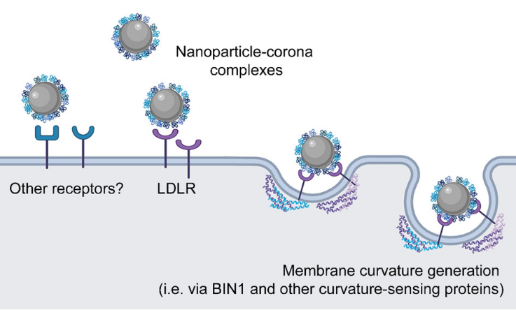 Nano Letters：二氧化硅纳米粒的摄取机制与膜曲率的产生机制