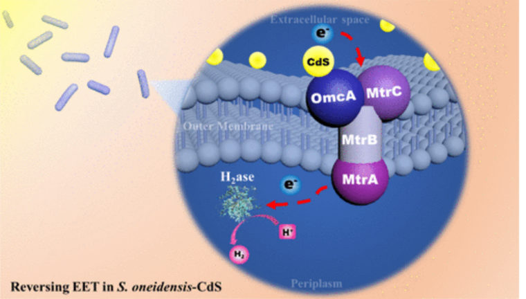JACS:生物-非生物逆转电子转移光催化制氢 JACS:生物-非生物逆转电子转移光催化制氢