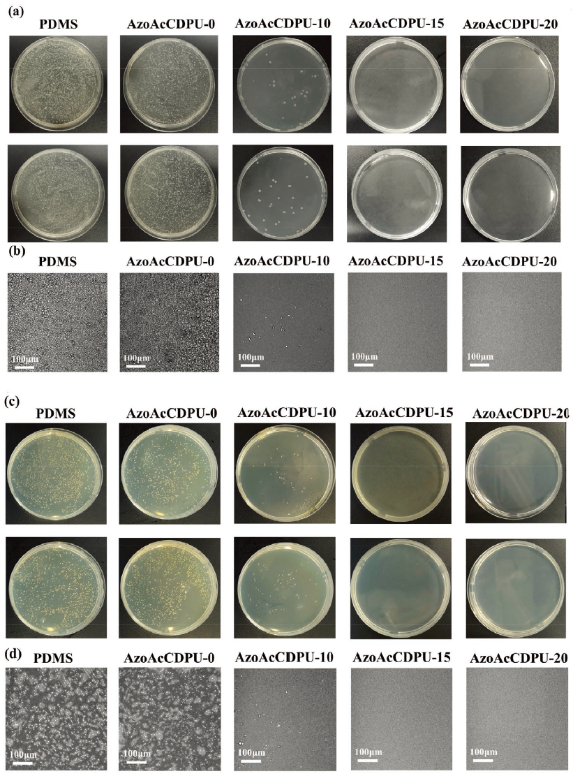 PDMS和防污涂料抵抗大肠杆菌粘附的性能