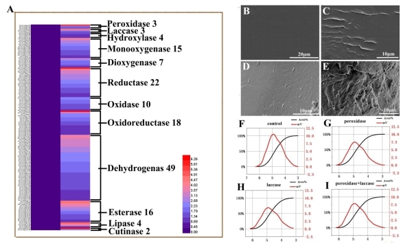 海洋真菌Alternaria alternata FB1降解聚乙烯塑料的酶系确定及功能验证