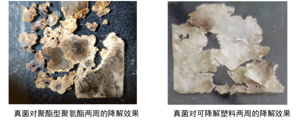 条件改良后海洋真菌Alternaria alternata FB1对一些塑料短期内能产生显著降解效果