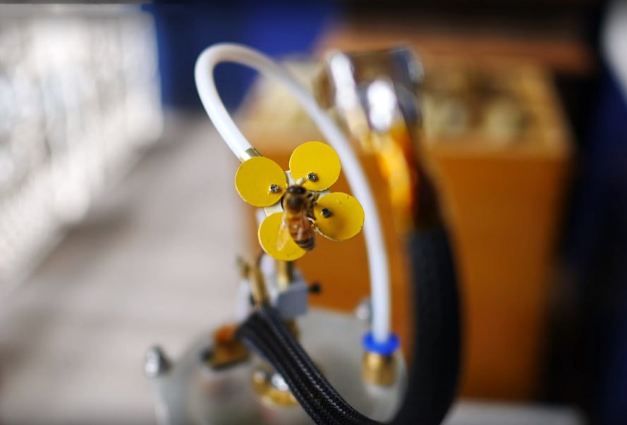 机器人花瓣与真正的植物混合,它具有花粉、花蜜和合成雄蕊,花与马达和管道相连,将人造花蜜溶液推到花瓣表面 机器人花瓣与真正的植物混合,它具有花粉、花蜜和合成雄蕊,花与马达和管道相连,将人造花蜜溶液推到花瓣表面