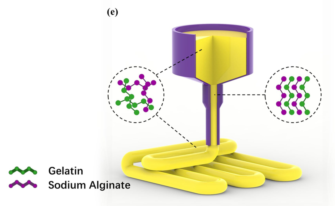 生物墨水的相对分子质量和流变学特性 生物墨水的相对分子质量和流变学特性